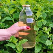 Melisin sirup – žlahtnost naravnih arom poletja