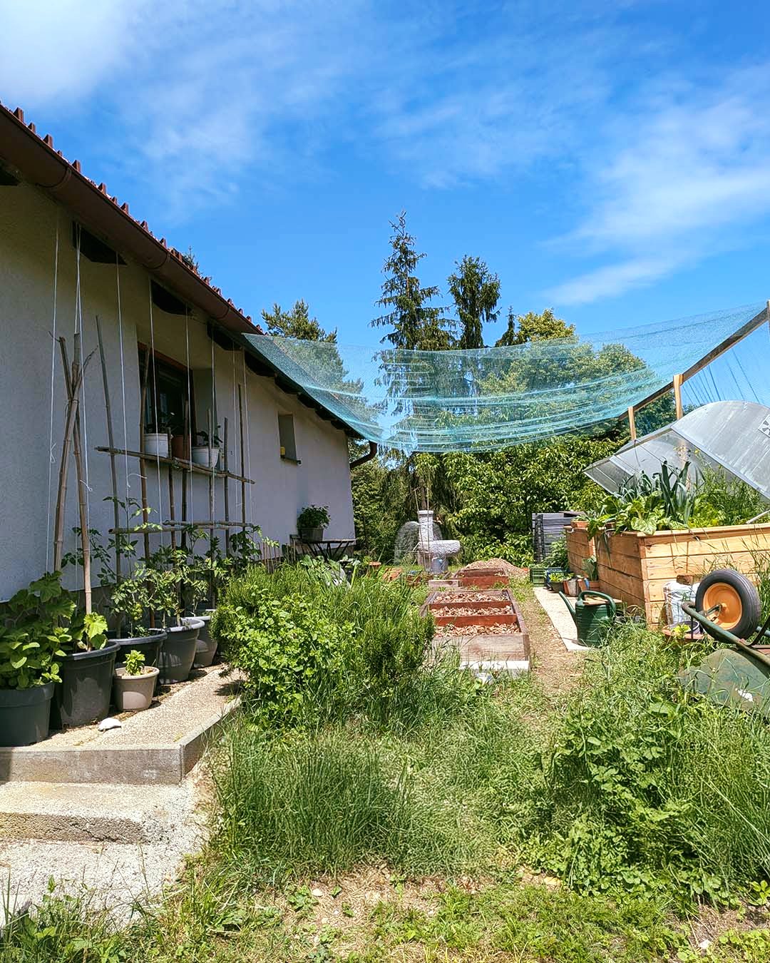 🌿 Letošnja vrtnarska sezona mi je še posebej pri srcu. 🌱

Vrt se širi v vse smeri. Visoke grede, tople grede, povišane grede, posteljice za zelišča, vrtnine v loncih in gajbicah ... Ni da ni. 😊

Kamor koli pogledam, nekaj raste, cveti ali se obeta nov pridelek. Vsak dan me pričaka kakšno novo presenečenje – prvi plodovi, novi poganjki ali pa mlade sadike, ki so končno pokukale na plano iz semen.

V posebno veselje mi je, da bo letos res večji del hrane pridelan doma. Nekaj iz semen, nekaj iz sadik, ki si jih s sosedi strastno izmenjujemo, nekaj pa tudi iz eksperimentiranja in želje po ustvarjanju. 🌿

Matjaž pripravlja namakalni sistem, kar bo tudi velika novost pri nas. Tako bo vrt lažje preživel tudi najbolj vroče poletne dni, ko bomo na dopustu. 💧

To pomlad in poletje je vrt zame prava oaza miru, oddih od prenatrpanih dni. Ko imam le nekaj prostih minut, se z največjim veseljem od računalnika preselim med gredice. Tam se misli umirijo, stik z rastlinami in zemljo prizemljuje, roke pa vedno najdejo kakšno delo – in to tisto pravo, ki veseli in sprošča. 🤍

Komaj čakam na vse shranke, ki jih bom kmalu začela pripravljati. 🌱

Lep vikend in veliko veselja v naravi.

✍️ Nina / IZIBIZI @izibizi.si