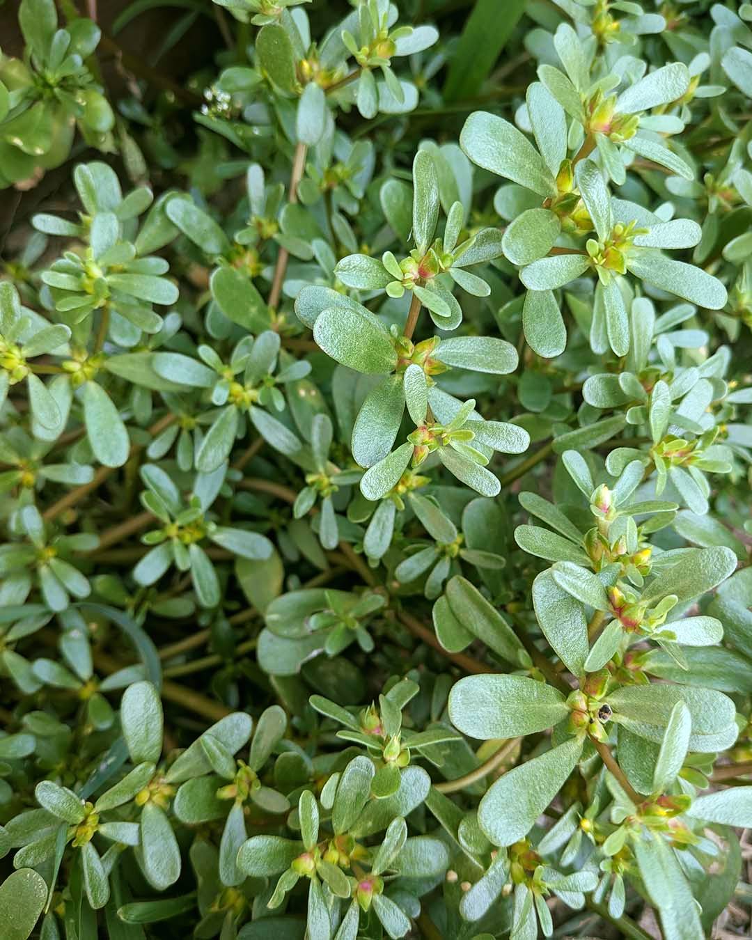 🌿 Imate na vrtu veliko navadnega tolščaka (Portulaca oleracea) in ga vztrajno pulite kot plevel? Nikar!

Gre za eno najbolj hranljivih samoniklih rastlin, ki rastejo skoraj na vsakem vrtu. Pravi superjunak med "pleveli". Pri nas ga ne odstranjujemo – prav nasprotno, pustimo mu, da lepo raste. Z veseljem ga dodajamo v solate, sendviče in namaze, občasno ga tudi vložim za ozimnico. Kaj je lepšega, kot pozimi odpreti kozarec domačih vloženin in z njimi obuditi okuse poletja? 💚

🥗 Tolščak je prijetno hrustljav in rahlo kiselkast. Odlično se poda v solate, sendviče, namaze ali kot priloga. V številnih kuhinjah sveta, od Sredozemlja do Mehike, ga cenijo kot okusno in hranljivo divjo zelenjavo.

🌱 Njegovi mesnati listi in stebla vsebujejo omega-3 maščobne kisline, kar je med rastlinami prava redkost. Poleg tega je bogat z vitamini A, C in E, antioksidanti ter minerali, kot so magnezij, kalij in železo.

🥒 Za vlaganje ga pripravimo podobno kot kumarice – s kisom, vodo, česnom, koprom, gorčičnimi semeni, poprom, sladkorjem in soljo. Z začimbami se lahko poigrate, vendar ni treba pretiravati, saj ima tolščak že sam po sebi prijetno aromo.

🫙 Prav včeraj sem pripravila tudi svojo letošnjo ozimnico iz tolščaka. Kozarčki so za zdaj še obrnjeni na glavo, potem bodo še vsaj teden dni počivali, da se okusi povežejo in razvijejo. Priznam, da me že močno mika odpreti prvega, a bom še malo počakala. 😊

👩‍🌾 Tolščak boste prepoznali po mesnatih, okroglih listih, rdečkasto-zelenih steblih in drobnih rumenih cvetovih, ki se odpirajo poleti. Nabiramo mlade poganjke in liste, ki so najbolj nežni in okusni.

Ste ga letos že poskusili ali ga še vedno mečete na kompost? 😉

✍️ Nina / IZIBIZI @izibizi.si